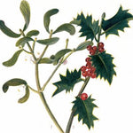Holly & Mistletoe Christmas Card
